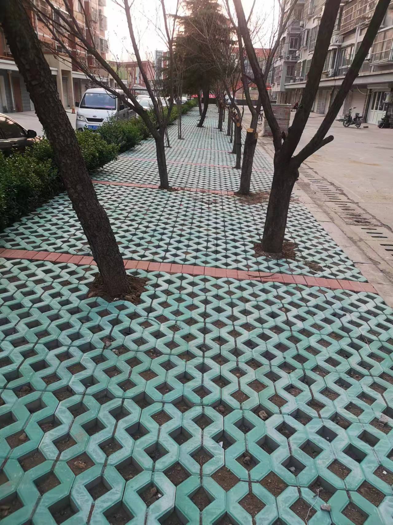 山东树穴